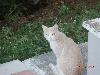 20130920 Gatto.JPG