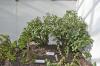 DSC 0070.JPG
