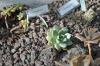 DSC 0081.JPG
