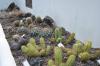DSC 0117.JPG