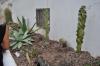 DSC 0125.JPG