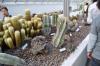 DSC 0136.JPG