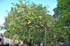 DSC 0147.JPG