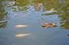 DSC 0159.JPG