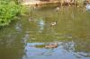 DSC 0160.JPG