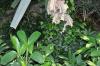 DSC 0185.JPG