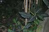 DSC 0233.JPG