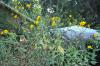 DSC 0316.JPG
