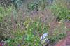 DSC 0317.JPG