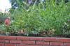 DSC 0319.JPG
