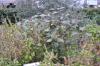 DSC 0320.JPG