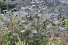 DSC 0321.JPG