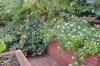 DSC 0322.JPG
