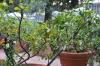 DSC 0325.JPG
