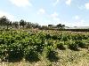 P5110121.JPG