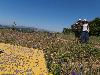 P6140436.JPG