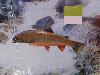 DSC00058 r.JPG