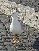 DSC00013 r.JPG