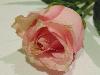 DSC00078 r.JPG