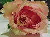DSC00079 r.JPG