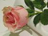 DSC00080 r.JPG