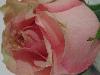 DSC00081 r.JPG