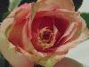 DSC00082 r.JPG