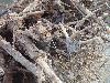 DSC00525 r.JPG