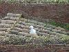 DSC00660 r.JPG