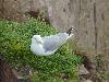 DSC00661 r.JPG