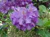 DSC00250.JPG