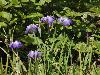 DSC00273.JPG