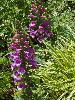 DSC00295.JPG