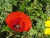 DSC00299.JPG