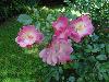 DSC00321.JPG