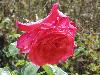 DSC00332.JPG