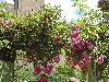 DSC00333.JPG