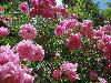 DSC00345.JPG