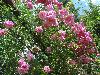 DSC00346.JPG