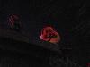 DSC01067.JPG
