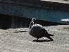 DSC01264.JPG