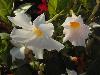 DSC01509.JPG