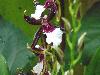DSC01711.JPG