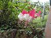 DSC01837.JPG