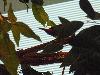 DSC02368.JPG