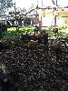 IMG 20171101 123609.jpg